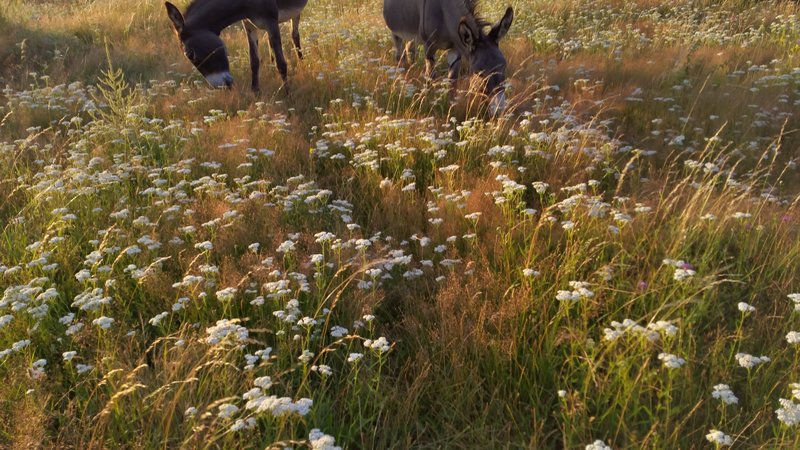 la flore restaurée la flore restaurée