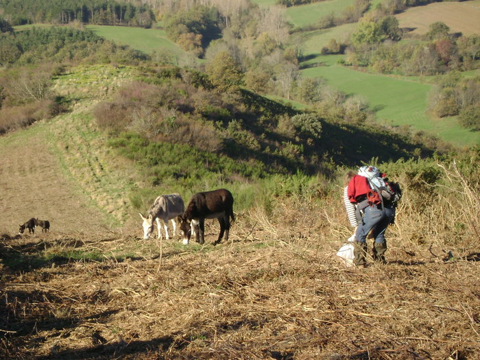 Les ânes explorent une parcelle fraichement broyée Les ânes explorent une parcelle fraichement broyée
