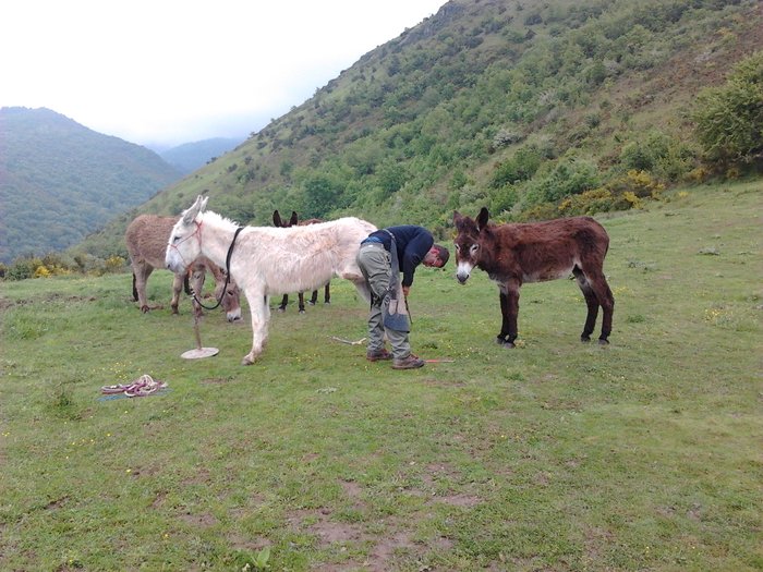 Entretien des sabots Entretien des sabots